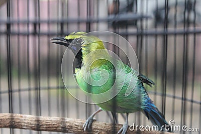 The Green starlings from Indonesia Stock Photo