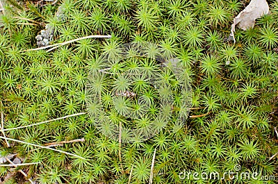 Green stars on the floor Stock Photo