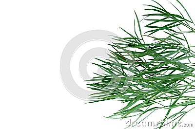 Plant. Stock Photo