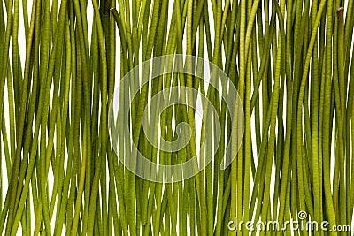 Green stems Stock Photo