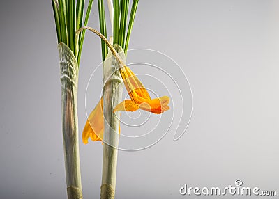 Green stems and yellow flowers of crocus. Stock Photo