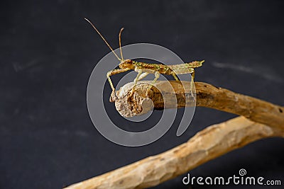 green stick insect master of disguise sits on brown branch with black background Stock Photo