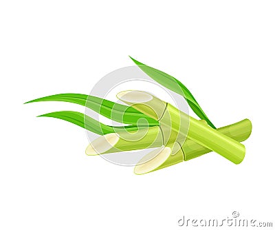 Green Sticks of Sugarcane Plant Isolated on White Background Vector Illustration Vector Illustration