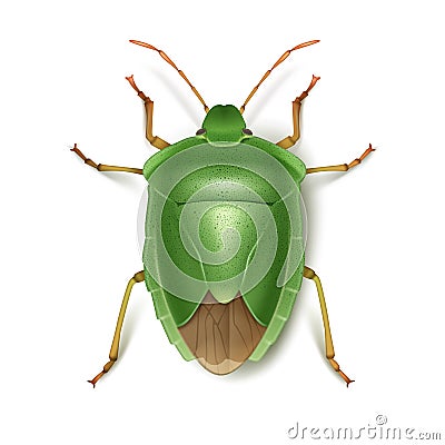 Green stink bug Vector Illustration