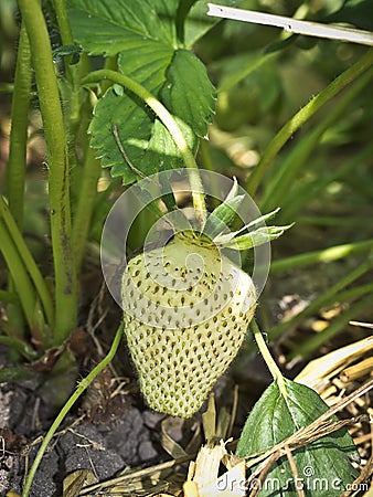 Green strawberries Stock Photo