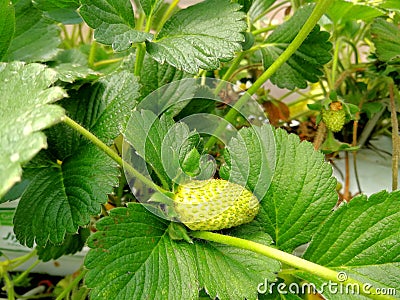 Green strawberry Stock Photo