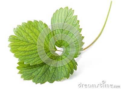 Green strawberry leaf Stock Photo