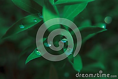 Green street plant after rain with transparent dew drops Stock Photo