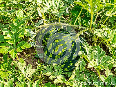 Green striped watermelon with leaves growing on a melon Stock Photo
