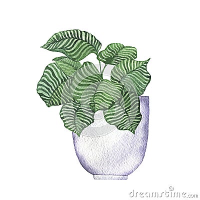 Green stripped leaves house plant in white flowerpot. Watercolor. Cartoon Illustration