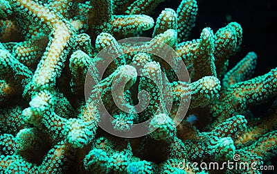 Green Stylophora Branching Hard Coral Stock Photo