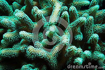 Green Stylophora Branching Hard Coral Stock Photo