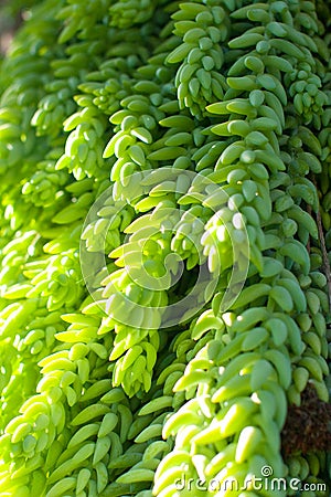 Green succulent background Stock Photo