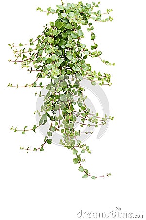 Green succulent leaves hanging climber plant on white b Stock Photo