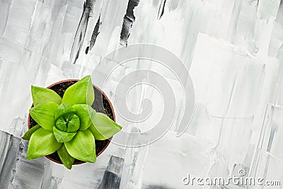 Green succulent plant on abstract painted background Stock Photo