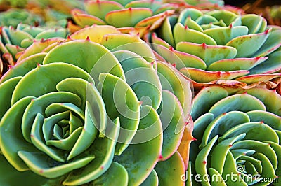 Green Succulent Plant Stock Photo