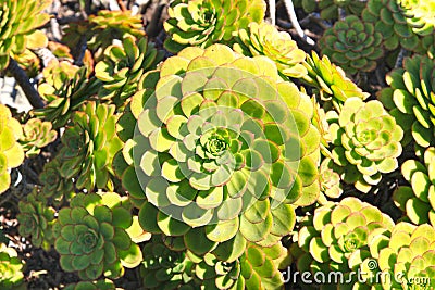 Green Succulent Plant under sunlight Stock Photo