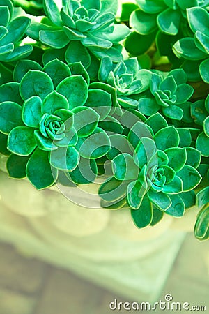 Green succulent plants Stock Photo