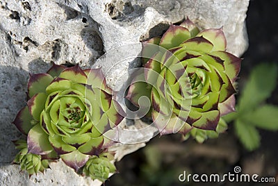 Green succulent plants Stock Photo