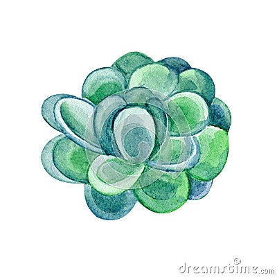 Green succulent in watercolor on white background. Hand drawn succulentus. Perfect for your project, wedding, greeting cards, Stock Photo