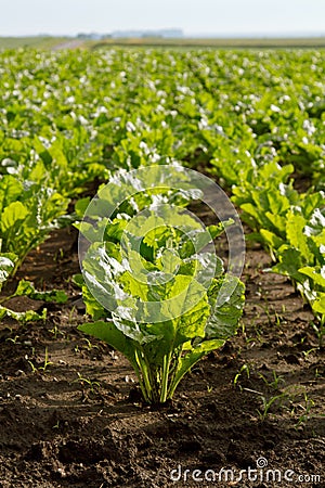 Green sugar beet Stock Photo