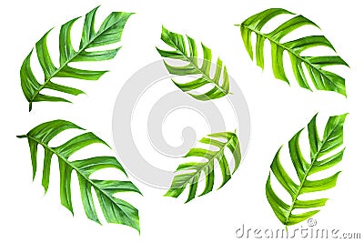 Green sugarcane leave isolated over white background with Stock Photo