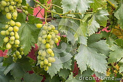 Green sultana grapes on vine growing in organic vineyard Stock Photo