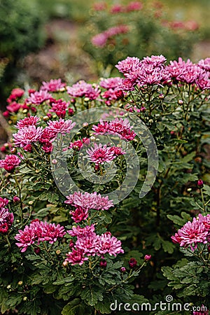 Green summer bush with pink flowers on blurry background Stock Photo