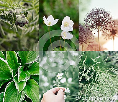 Green summer collage plants and flowers Stock Photo