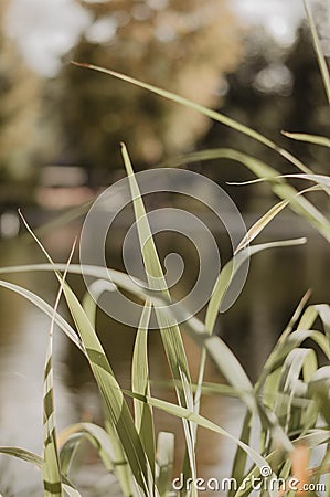 Green summer grass in macro in the park Stock Photo