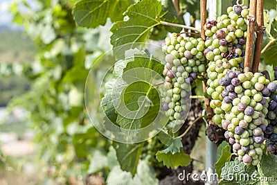 Green summer vineyard landscape beautiful nature of Switzerland Stock Photo