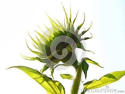 Green sunflower Stock Photo