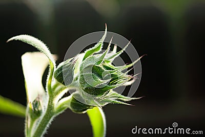 Green Sunflower Bud Stock Photo