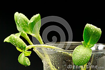 Green sunflower plant sprouts isolated Stock Photo