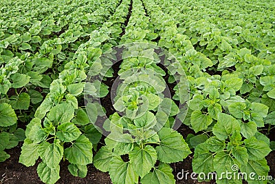 Green sunflower plants Stock Photo