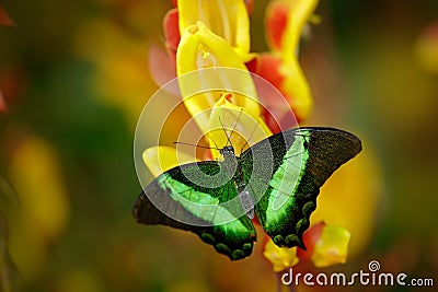 Green swallowtail buterfly, Papilio palinurus, insect in the nature habitat, red and yellow liana flower, Indonesia, Asia Stock Photo