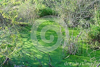 Green swamp Stock Photo