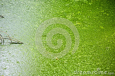 Green swamp algae still water lake with gas bubble Stock Photo