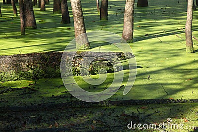 Green Swamp at Raritan Canal Stock Photo