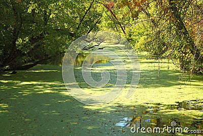Green Swamp at Raritan Canal Stock Photo
