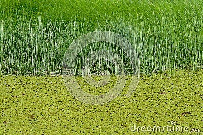 Green swamp water Stock Photo