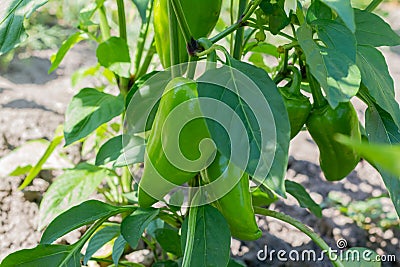 Green sweet pepper grows in the garden. Paprika. Eco harvest. Eco product Stock Photo