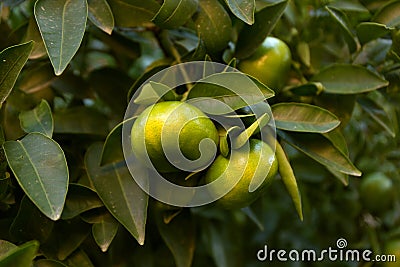 Green sweet tangerines tree. Citrus green branch background. Mandarin leaves. Stock Photo