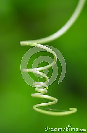 green swirl Stock Photo