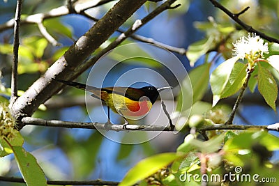 Green Tailed Sunbird Stock Photo