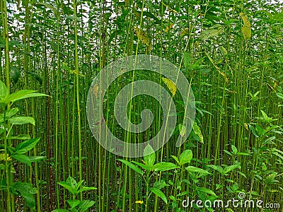 Green and tall Jute plants. Jute cultivation in Assam in India Stock Photo