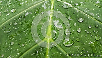 Green taro leave. Water drops on taro leaves Stock Photo