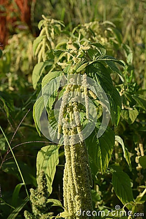 Green Tassel Flower Stock Photo