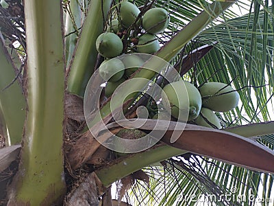 A green and tasty young coconut fruits still attached to its tree. Stock Photo