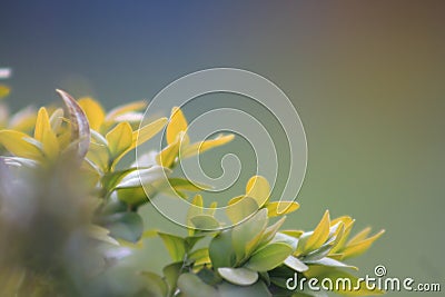 Green tea bud and fresh leaves on blurred background. Stock Photo